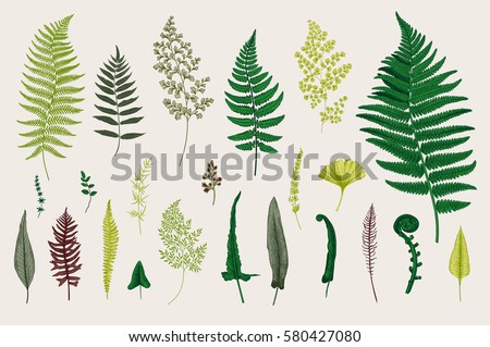 Set Ferns. Vintage vector botanical illustration. Colorful Set Ferns. Vintage vector botanical illustration. Colorful
