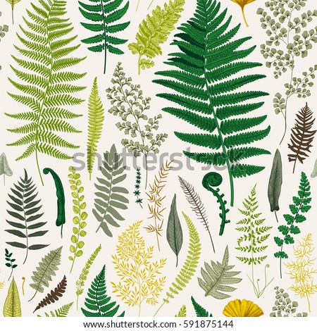 Seamless pattern. Ferns. Vintage vector botanical illustration. Colorful Seamless pattern. Ferns. Vintage vector botanical illustration. Colorful