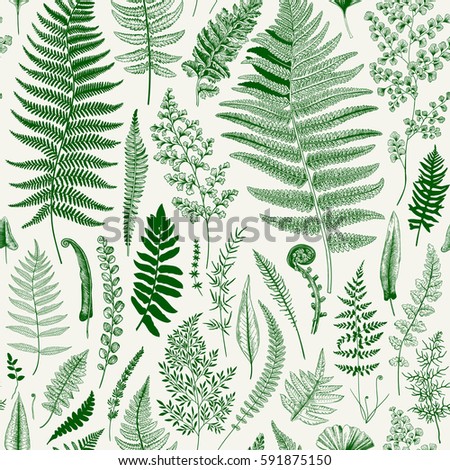 Seamless pattern. Ferns. Vintage vector botanical illustration. Green Seamless pattern. Ferns. Vintage vector botanical illustration. Green