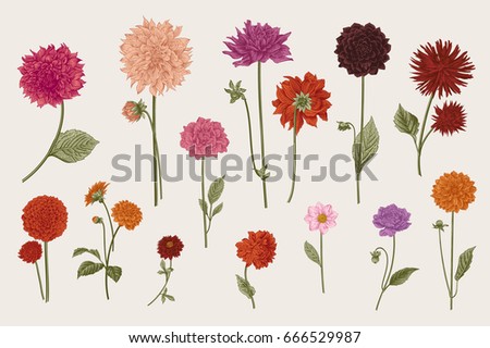 Dahlias set. Botanical vector vintage illustration. Design elements. Colorful. Dahlias set. Botanical vector vintage illustration. Design elements. Colorful.