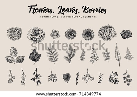 Flowers, leaves, berries set. Botanical vector vintage illustration. Summer Design elements. Black and white Flowers, leaves, berries set. Botanical vector vintage illustration. Summer Design elements. Black and white