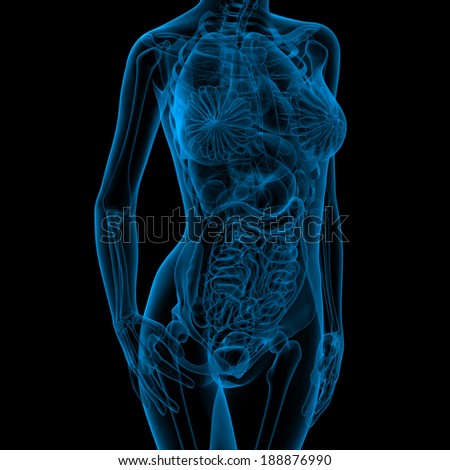 Female anatomy Stock Photos, Images, & Pictures | Shutterstock
