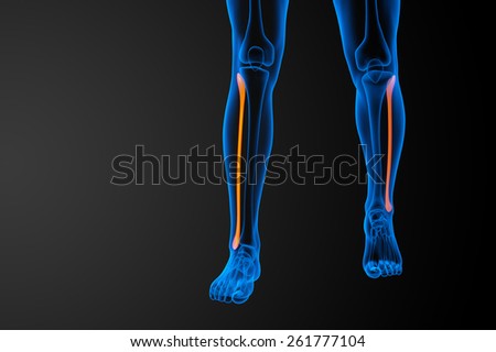 3d rendered illustration of the fibula bone - front view - stock photo