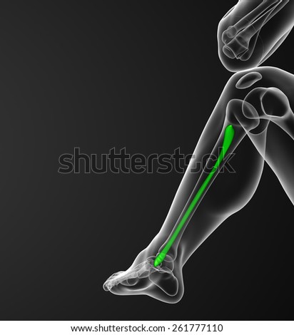 3d rendered illustration of the fibula bone - side view - stock photo