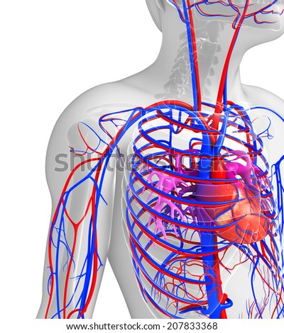 Illustration of human heart circulatory system - stock photo