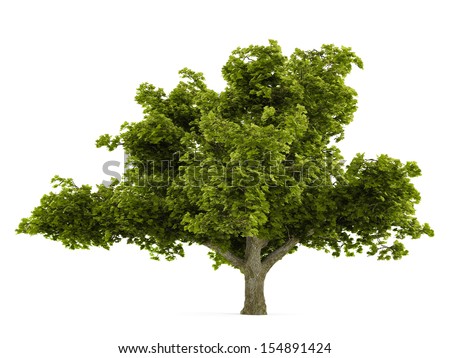 Live-oak Stock Photos, Royalty-Free Images & Vectors - Shutterstock