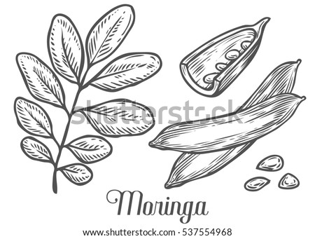 Malunggay Stock Images, Royalty-Free Images & Vectors | Shutterstock