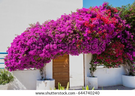 Blooming Bougainvillea Framing Door Mykonos Greece Stock Photo