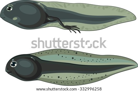 Stock Images similar to ID 53115082 - tadpole cartoon