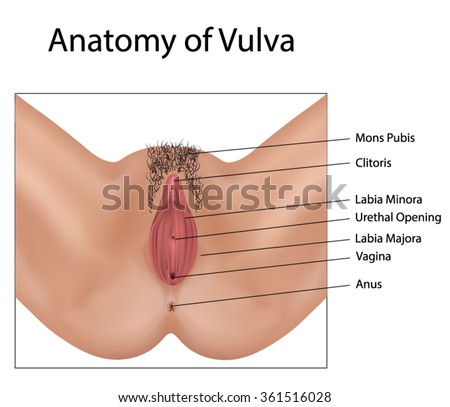 Female Vulva Pictures 50