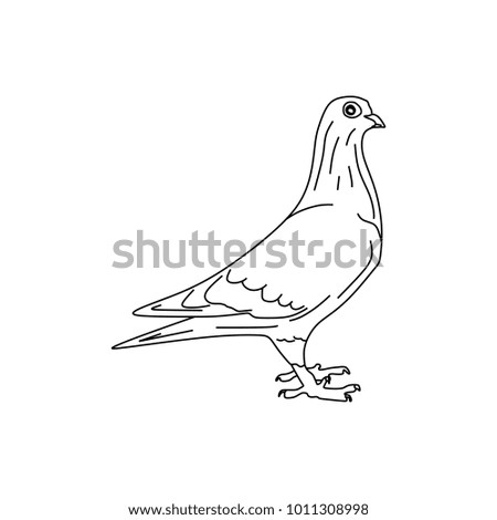 Hand drawn Dove bird, Piegon vector illustration black and white. Natural drawing line art style.