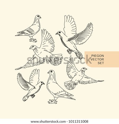 Pigeon hand drawn illustration vector set. Cute natural line art illustration retro vintage.
