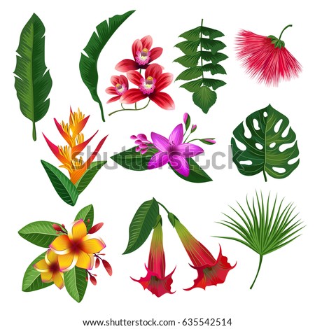 Exotic Tropical Flowers Collection Stock Vector 61325824 - Shutterstock