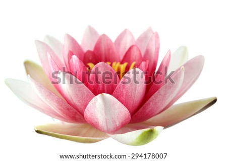 Lotus Stock Photos, Royalty-Free Images & Vectors - Shutterstock