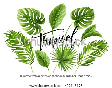 Tropical palm leaves set isolated on white background. Vector illustration EPS10 Tropical palm leaves set isolated on white background. Vector illustration EPS10