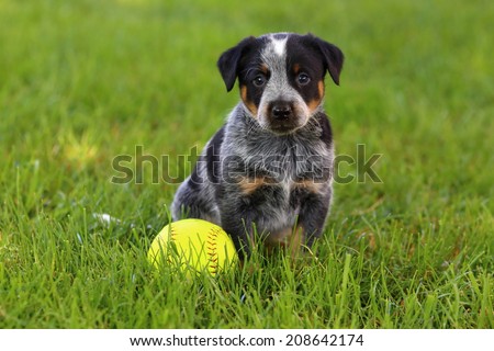 Australian Cattle Dog Australian Cattle Dog