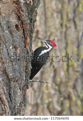 white breasted nuthatch silhouette adult build sell sex site web