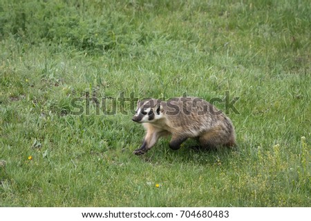 Badger Stock Images, Royalty-Free Images & Vectors | Shutterstock