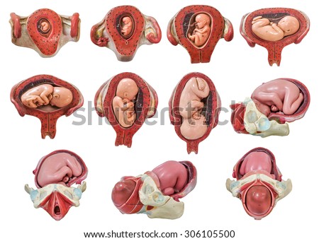 Anatomy Stock Photos, Royalty-Free Images & Vectors - Shutterstock