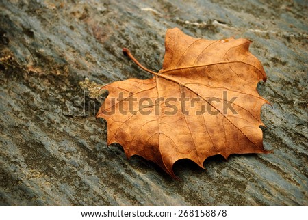 Dried leaf on a rock - stock photo