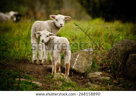 Two lambs - stock photo