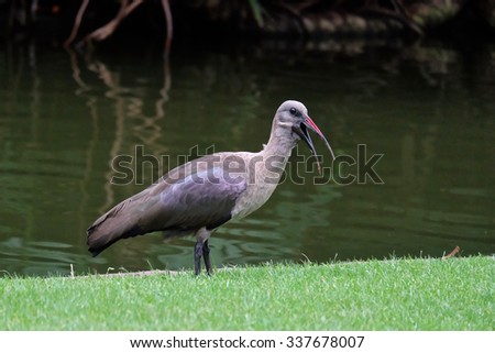 Pigeon Religion - Warm Insides Pigeon Religion - Warm Insides