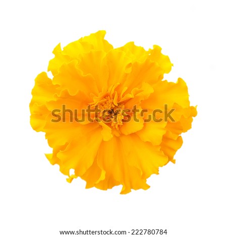 Marigold Flower Stock Photos, Images, & Pictures | Shutterstock