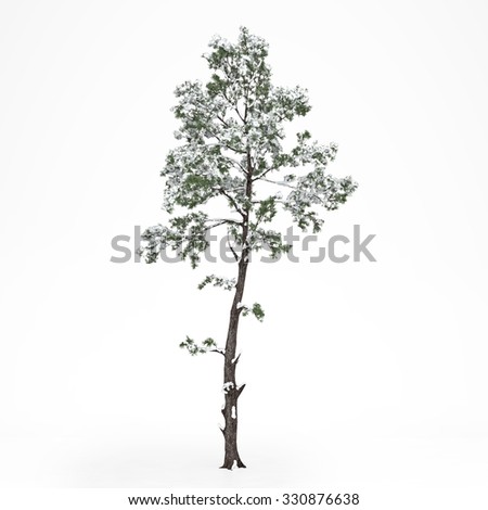 Evergreen Tree Snow Stock Photos, Images, & Pictures | Shutterstock