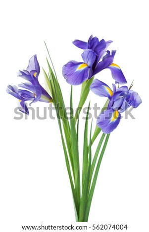 Iris Stock Images, Royalty-Free Images & Vectors | Shutterstock