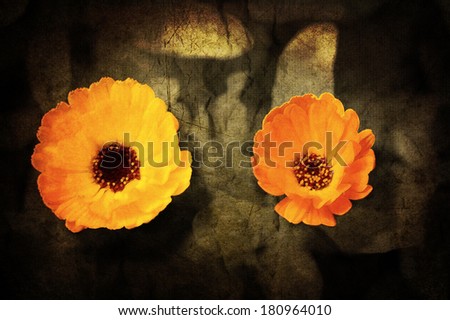 a close up of a flower of adonis on a grunged canvas background