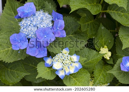 CUBIERTAS DE TIERRA, GRASAS, & amp; PERENNIOS