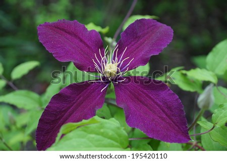 Flores púrpuras - primera emoción de amor y pureza | PurpleFlower.org