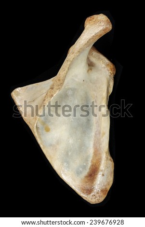 Scapula Stock Photos, Images, & Pictures | Shutterstock