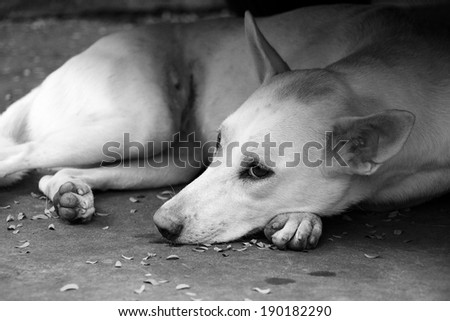 Thai dog lying on the floor looking sad and lonely. In black and White 