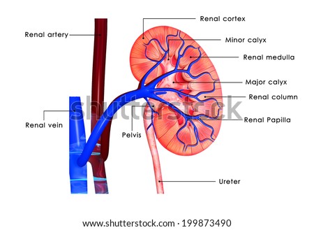 Illustration Showing Female Reproductive System Stock Vector 149006000