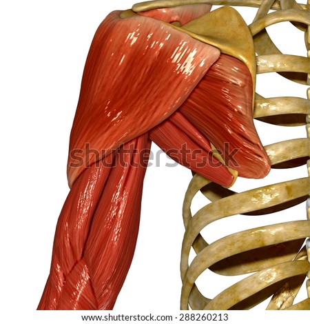 Musculoskeletal Stock Photos, Royalty-Free Images & Vectors - Shutterstock