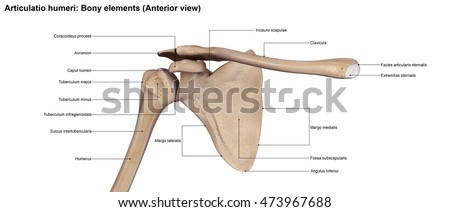 Shoulder-blade Stock Photos, Royalty-Free Images & Vectors - Shutterstock