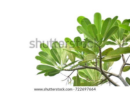 Frangipani Stock Images, Royalty-Free Images & Vectors | Shutterstock