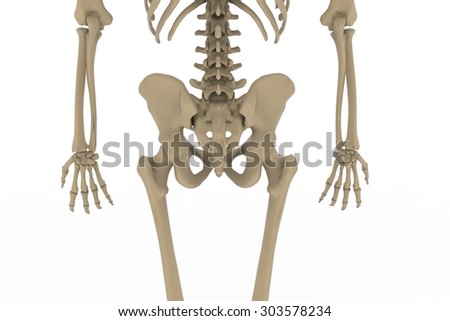 Human Arm Leg Bones Stock Illustration 14479267 - Shutterstock