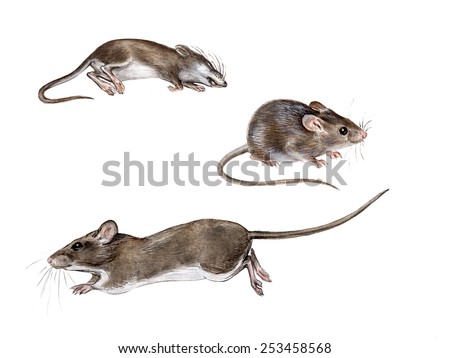 http://thumb1.shutterstock.com/display_pic_with_logo/2226776/253458568/stock-photo-the-house-mouse-mus-musculus-running-sitting-dead-253458568.jpg