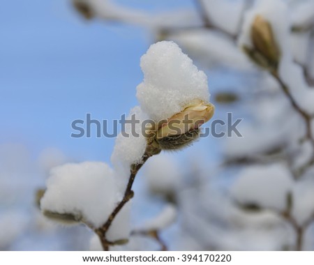 chappaqua march magnolia snowstorm covers tree spring york westchester bud starting warm already ny county winter usa shutterstock campolongo marianne