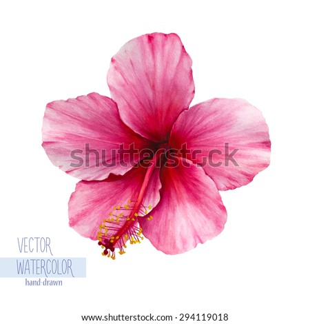 Hibiscus Stock Vectors, Images & Vector Art | Shutterstock