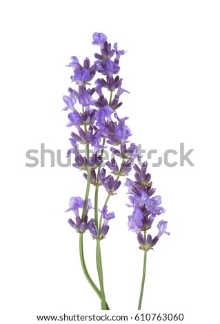 Lavender Stock Images, Royalty-Free Images & Vectors | Shutterstock