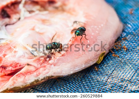 stock-photo-flies-swarm-around-fish-exposed-to-sunlight-260529884.jpg