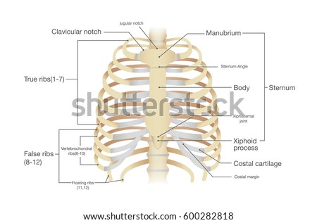 Human Rib Bones Labeled Stock Illustration 15311341 - Shutterstock