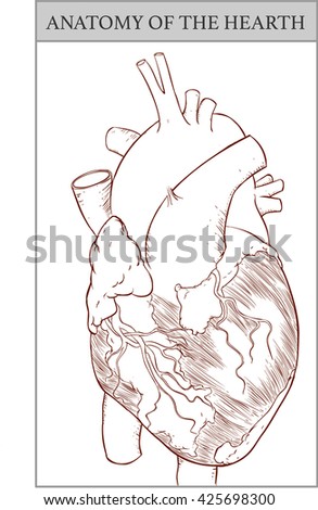 hearth anatomy