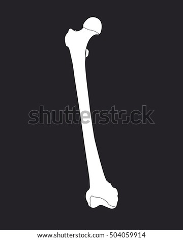 Femur Stock Photos, Royalty-Free Images & Vectors - Shutterstock