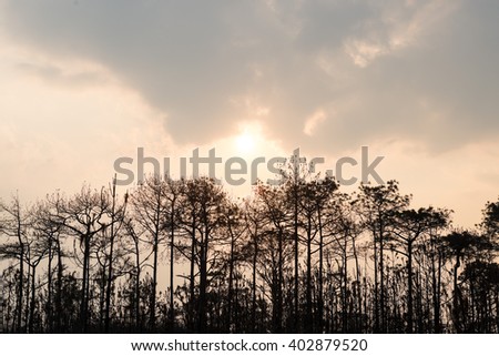 Forest Silhouette Stock Photos, Images, & Pictures | Shutterstock