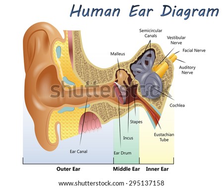 Easy Edit Vector Illustration Ear Anatomy Stock Vector 142194007