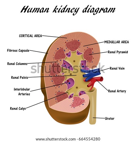 Anatomy Long Bone Periosteum Endosteum Bone Stock Vector 185803484